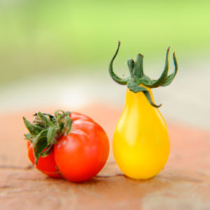 Duos de tomates – LES PETITS CARRÉS