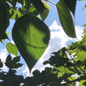 Feuille et lumière – LES PETITS CARRÉS